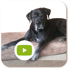 Hundsstern on Youtube (Deutsch & English)